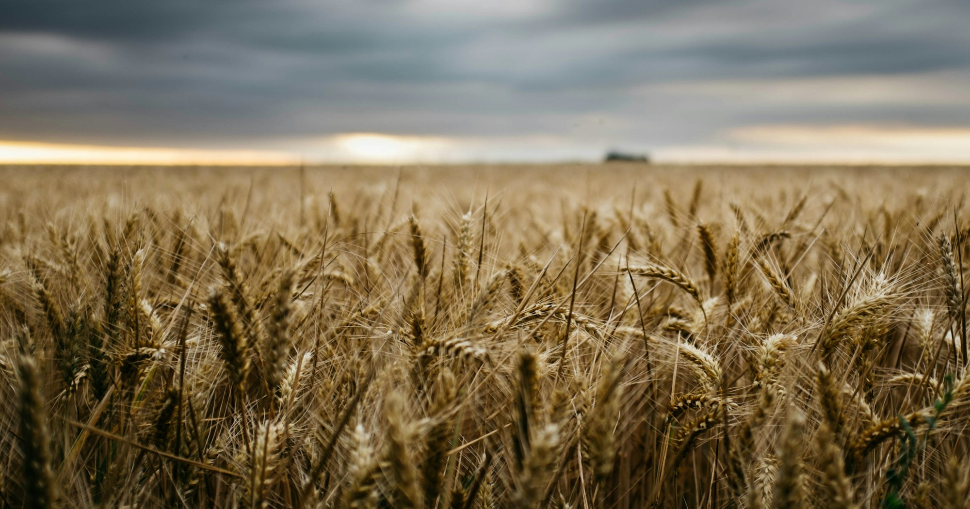 A Bruised Reed He Will Not Break | Desiring God