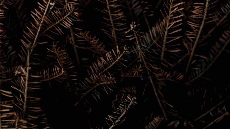 Advent in a Global Pandemic