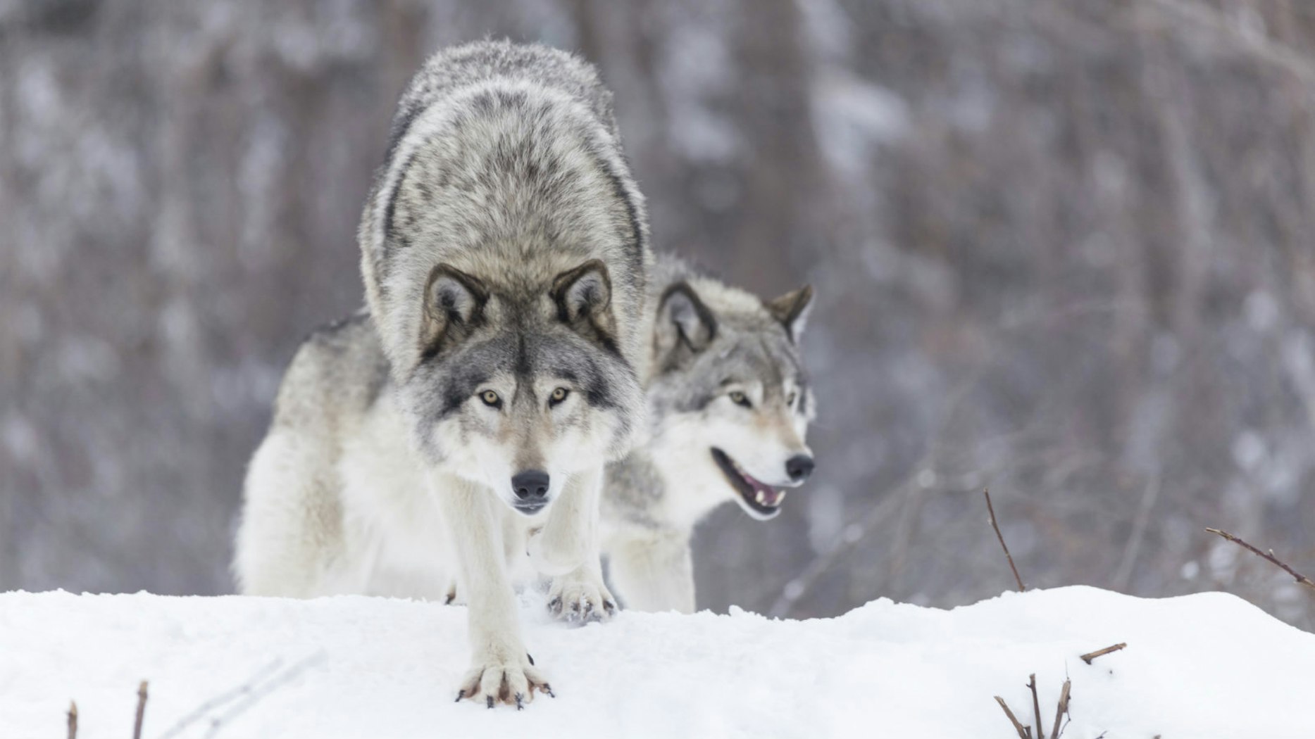 Wolf scene. Волков. Поведение волка. Спаривание. Волков. Зимой. Зимние волки песня.