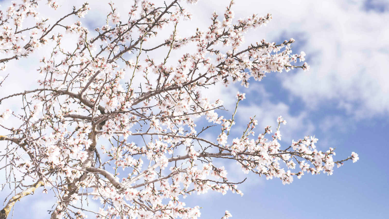 Born Again to Hope-Filled Humility