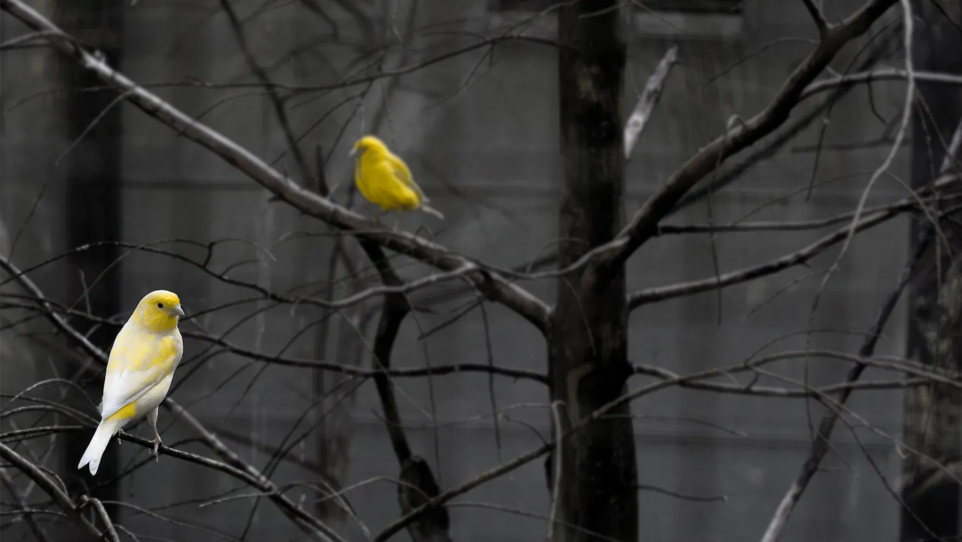 Müslüman Olmak, Mümin Olmak