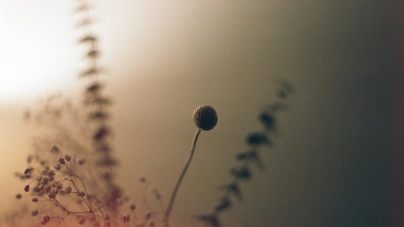 Fearless Even in Illness