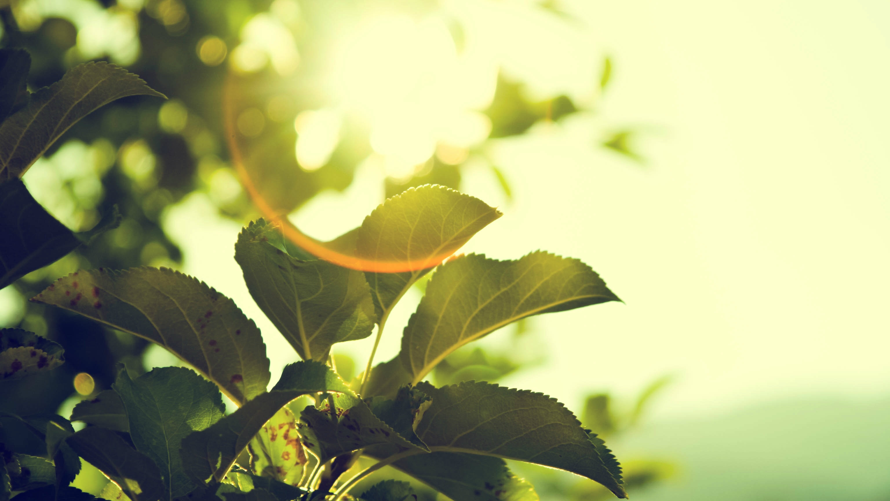 For His Sake and for Your Joy, Go Low