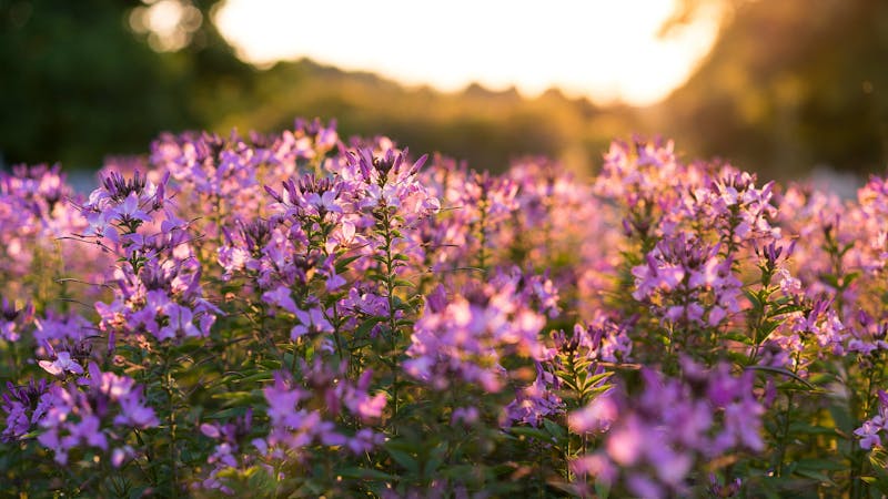 God's Great Mercy and Our New Birth | Desiring God