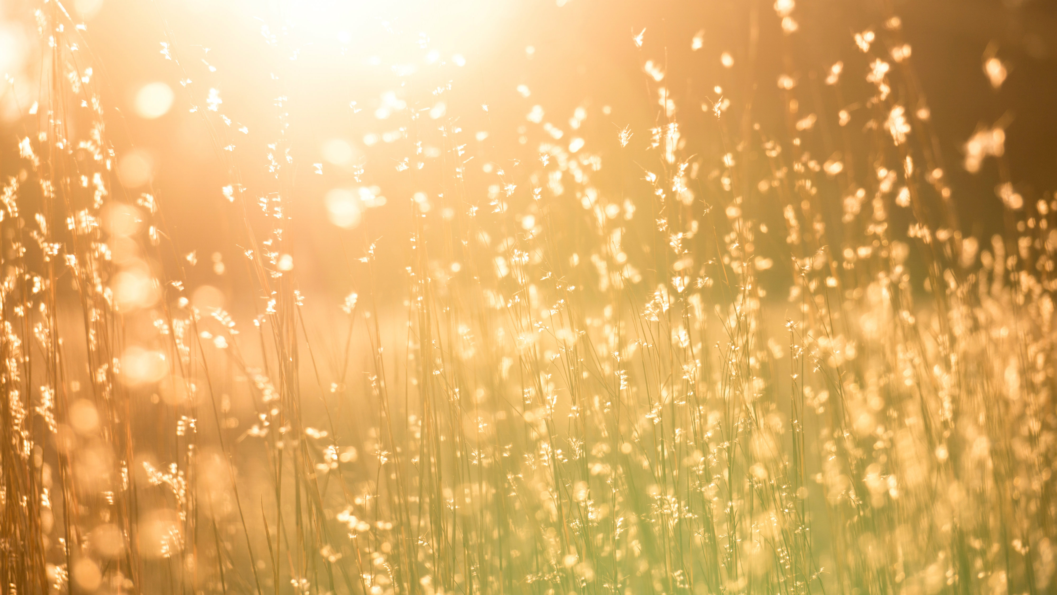 What Is the Love of God?