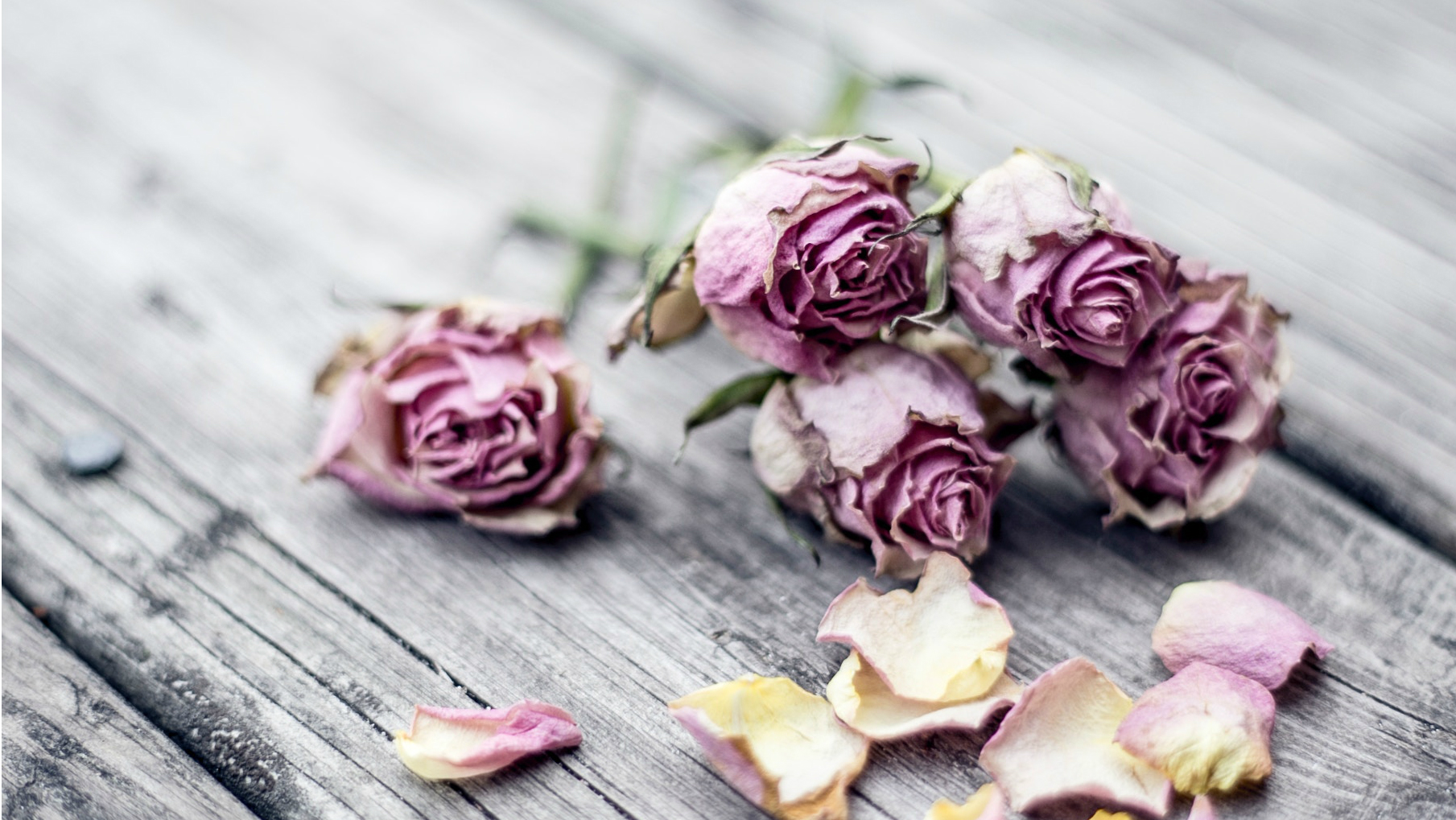 Healed for the Sake of Holiness