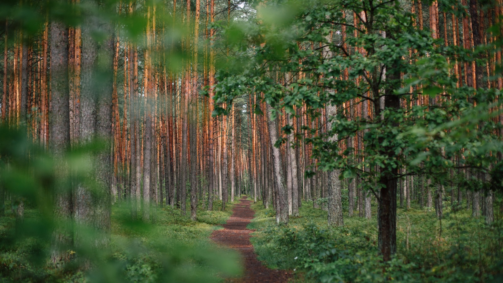 How to Preach Proverbs: Wisdom Needed to Herald Wisdom