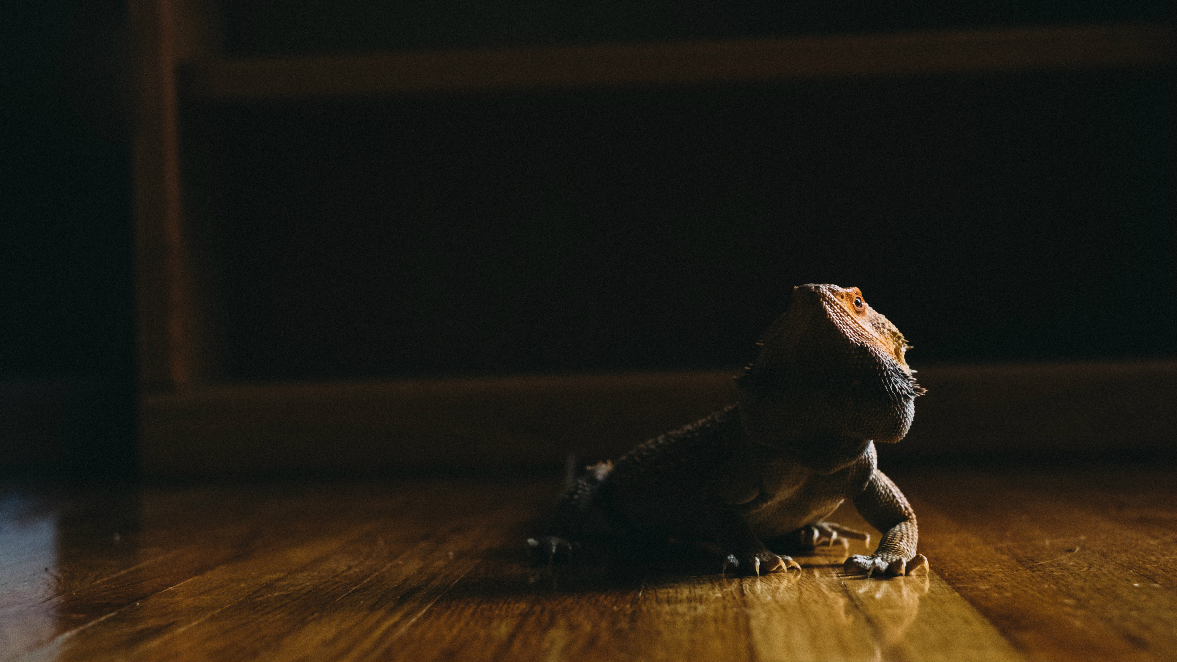 How to Train Your Dragons: Killing Pet Sins Before They Kill You