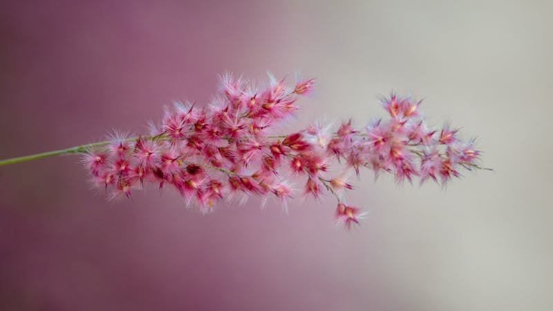 If You Could See What You Will Be