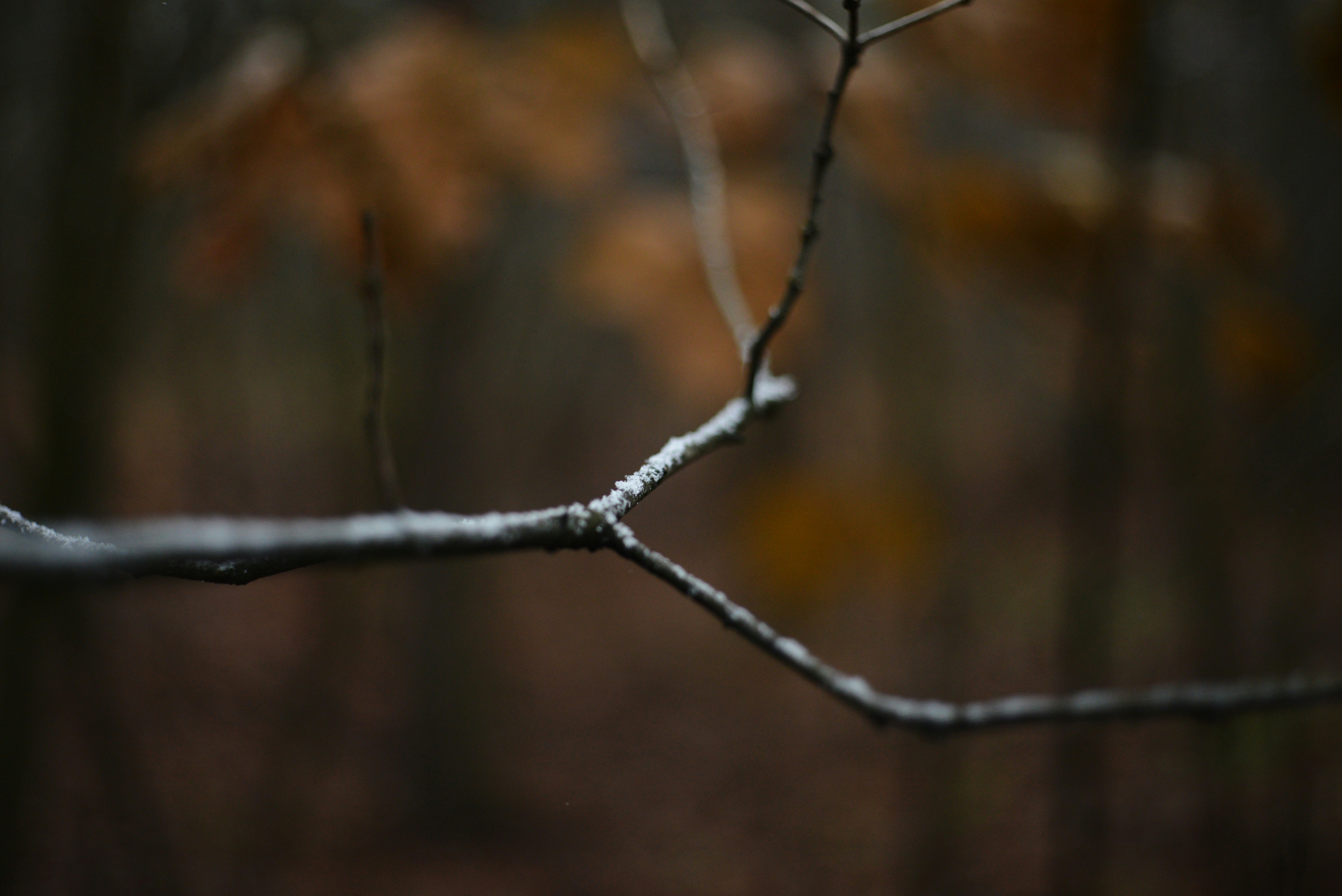 If You Want to Truly Live, Daily Die