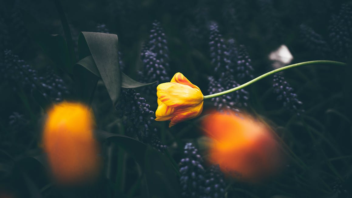 TULIP: Introduction