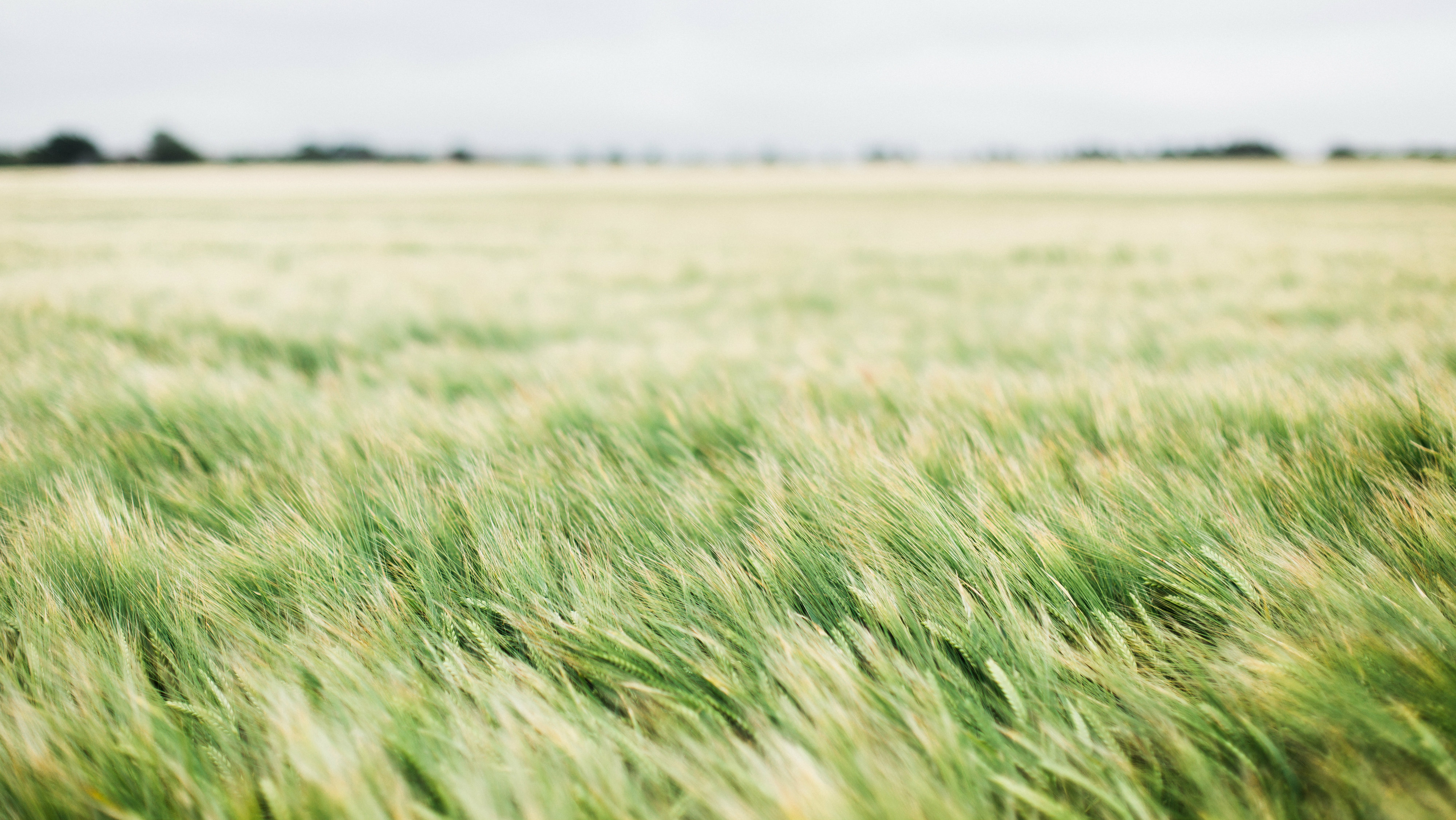 It Is the Spirit That Gives Life