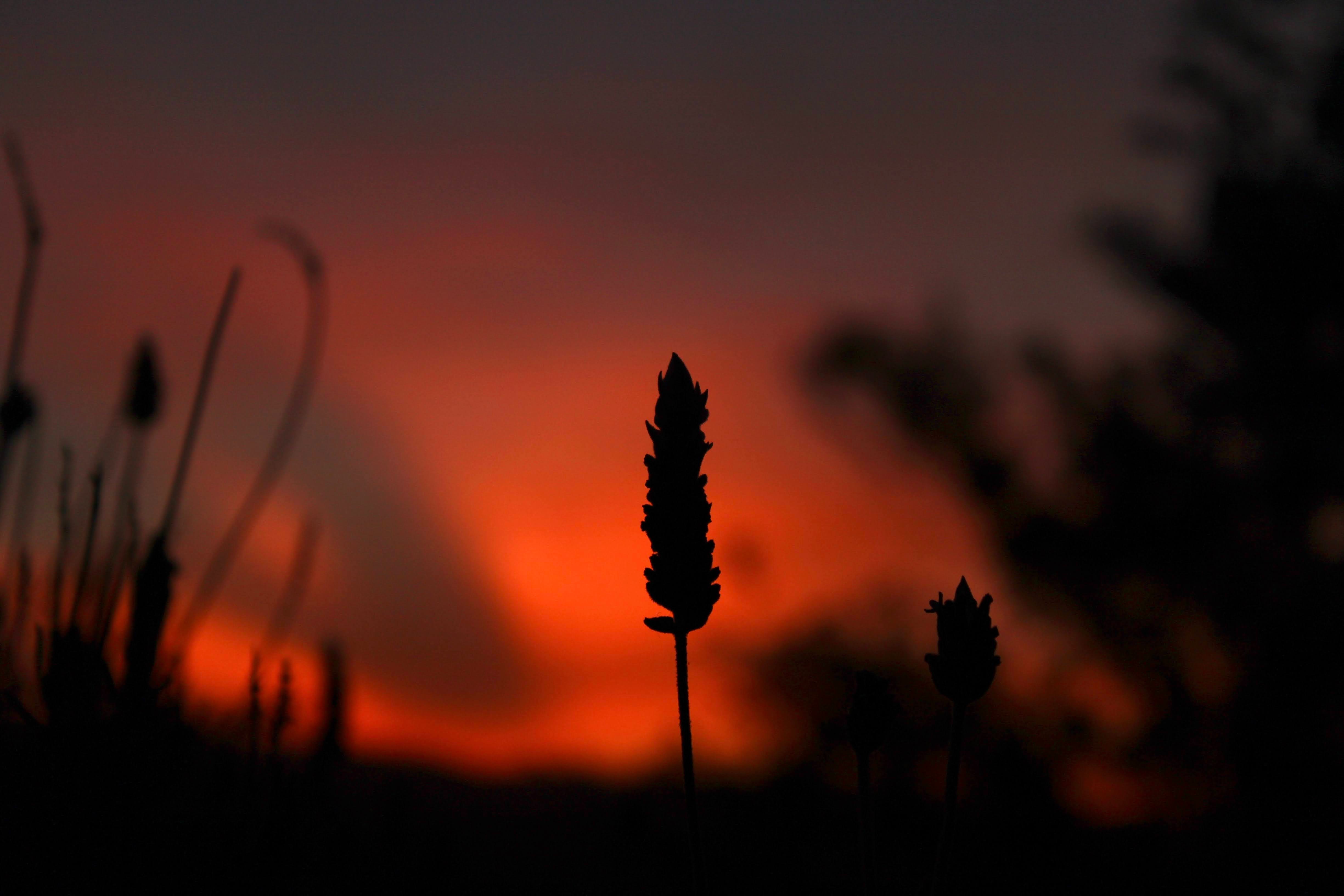 Precious Words from a Dying Apostle: Lessons for 2020 from 2 Timothy
