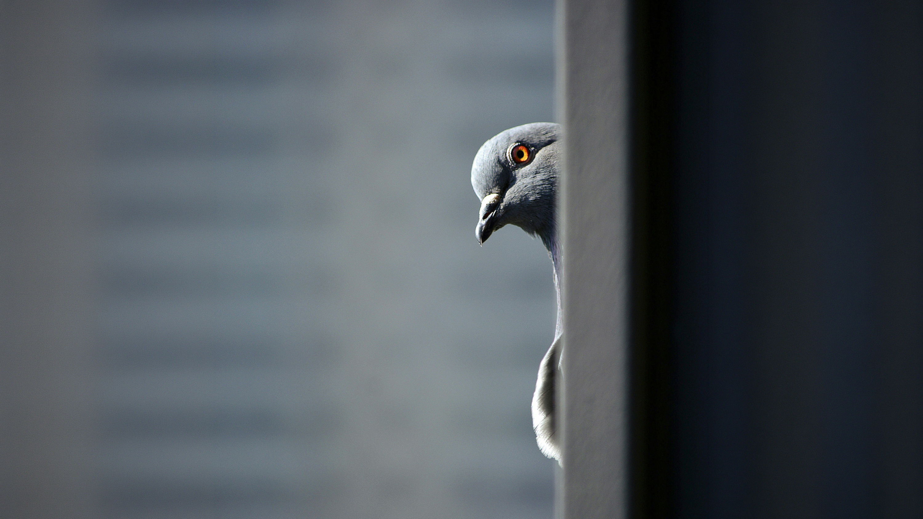 Thou Shalt Not Hide from Neighbors