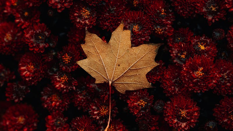 Seek a Broken Heart for Sin