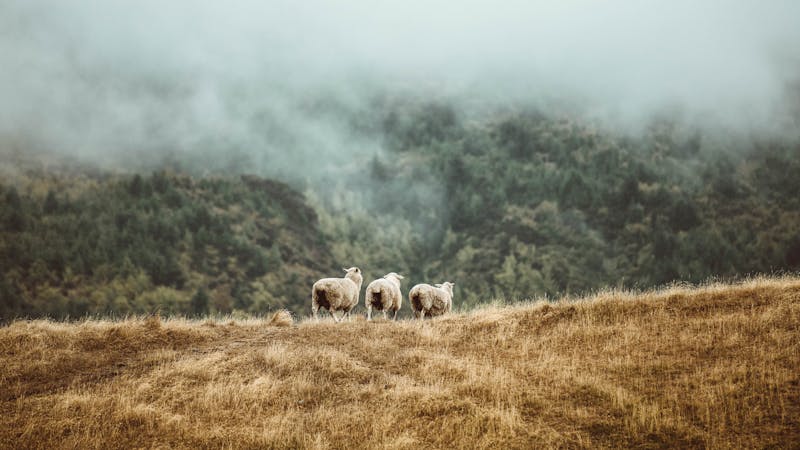 Shepherds of Assurance