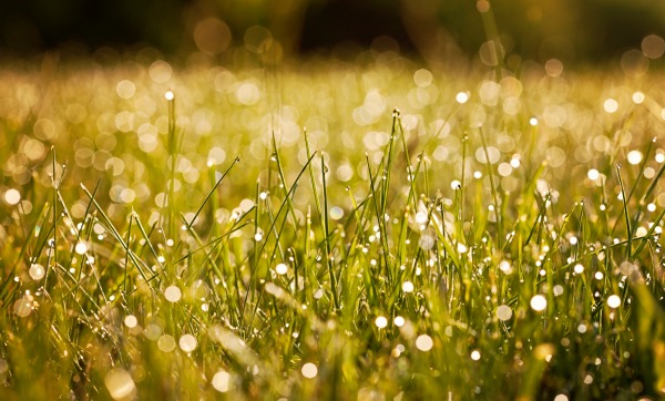 Teaching As Tender Rain