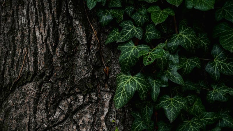 The Curse Between Us