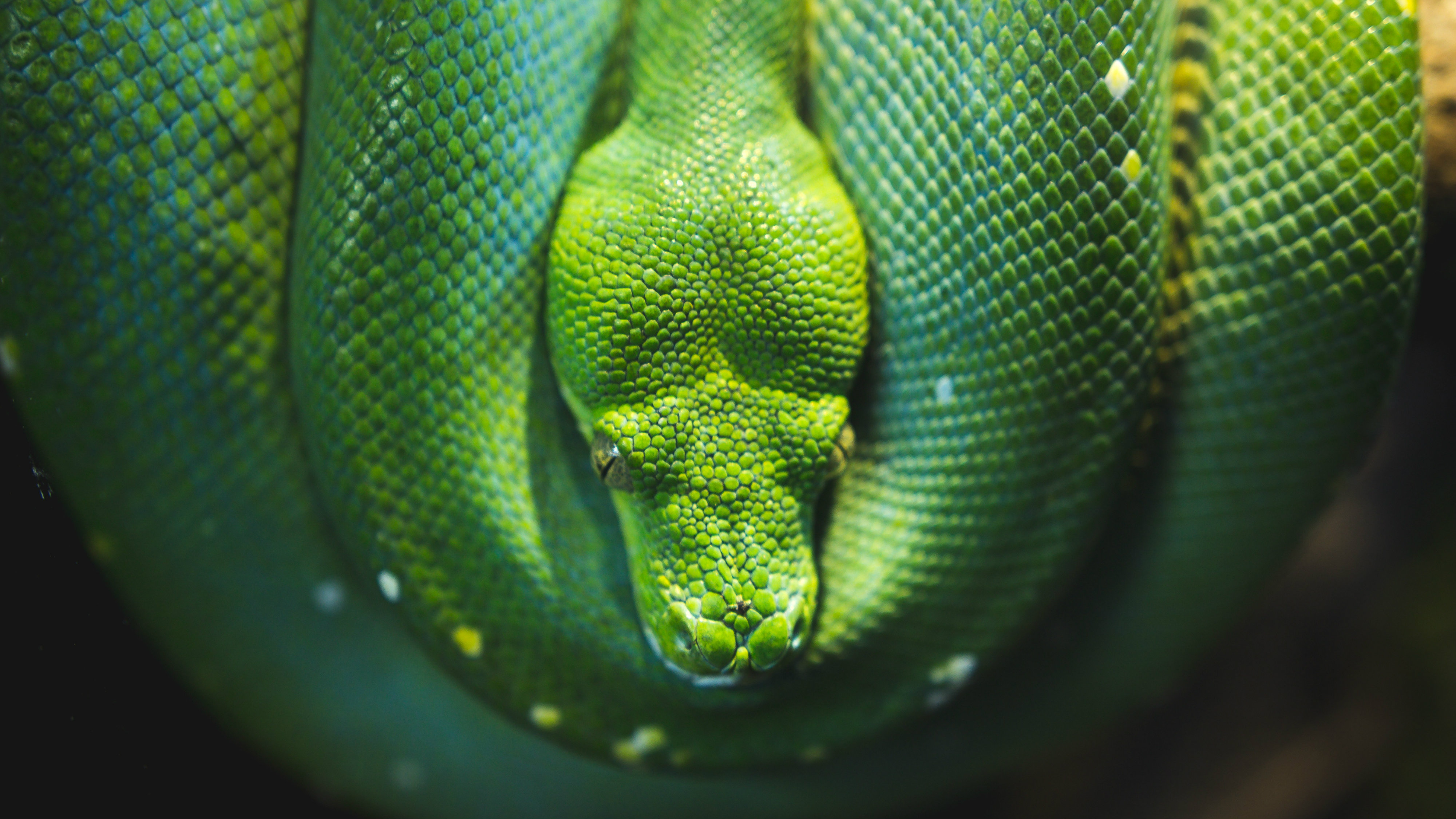 The Fall of Satan and the Victory of Christ