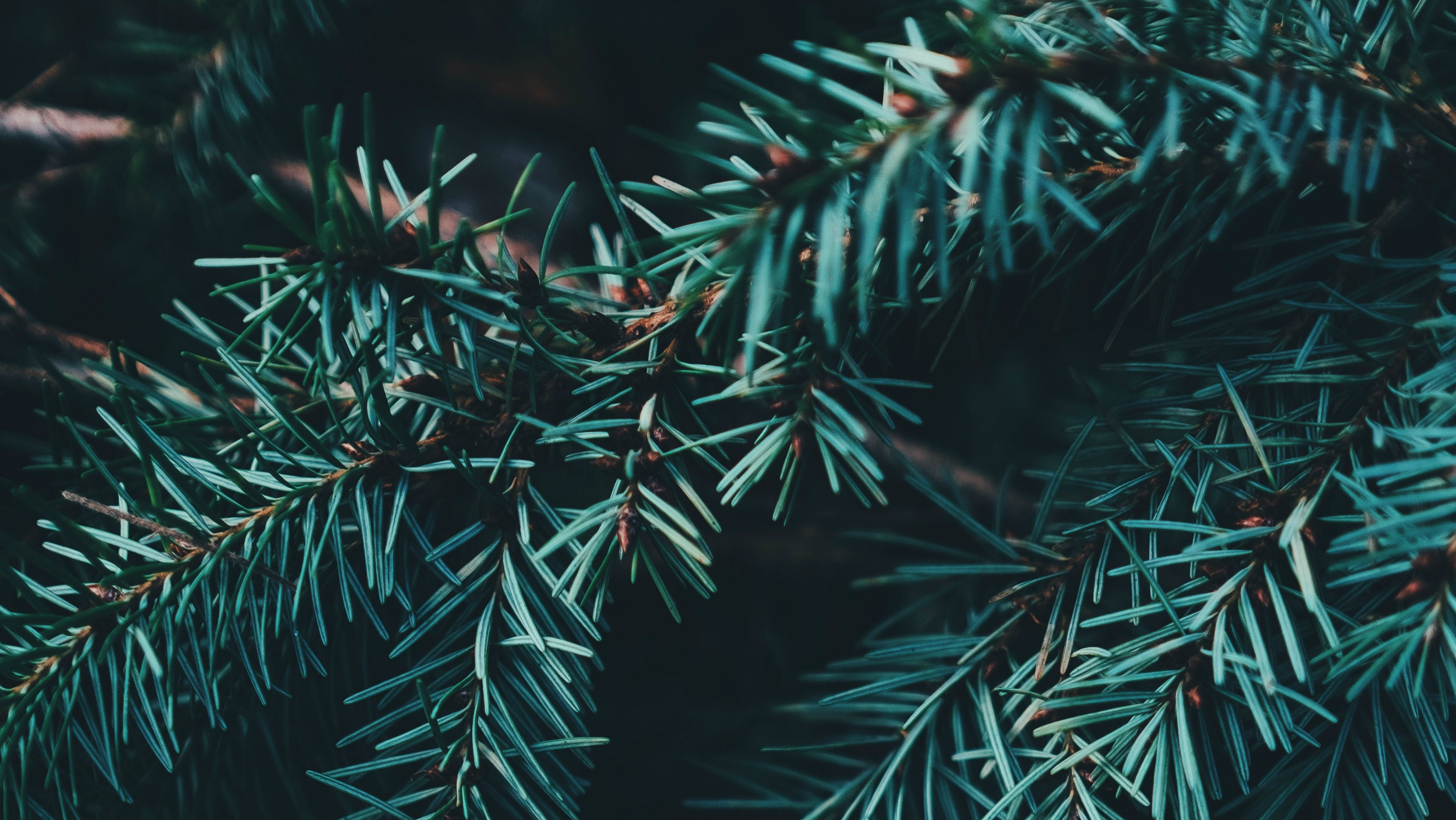 Are There Lies in Your Christmas Tree? Telling Our Children the True Story