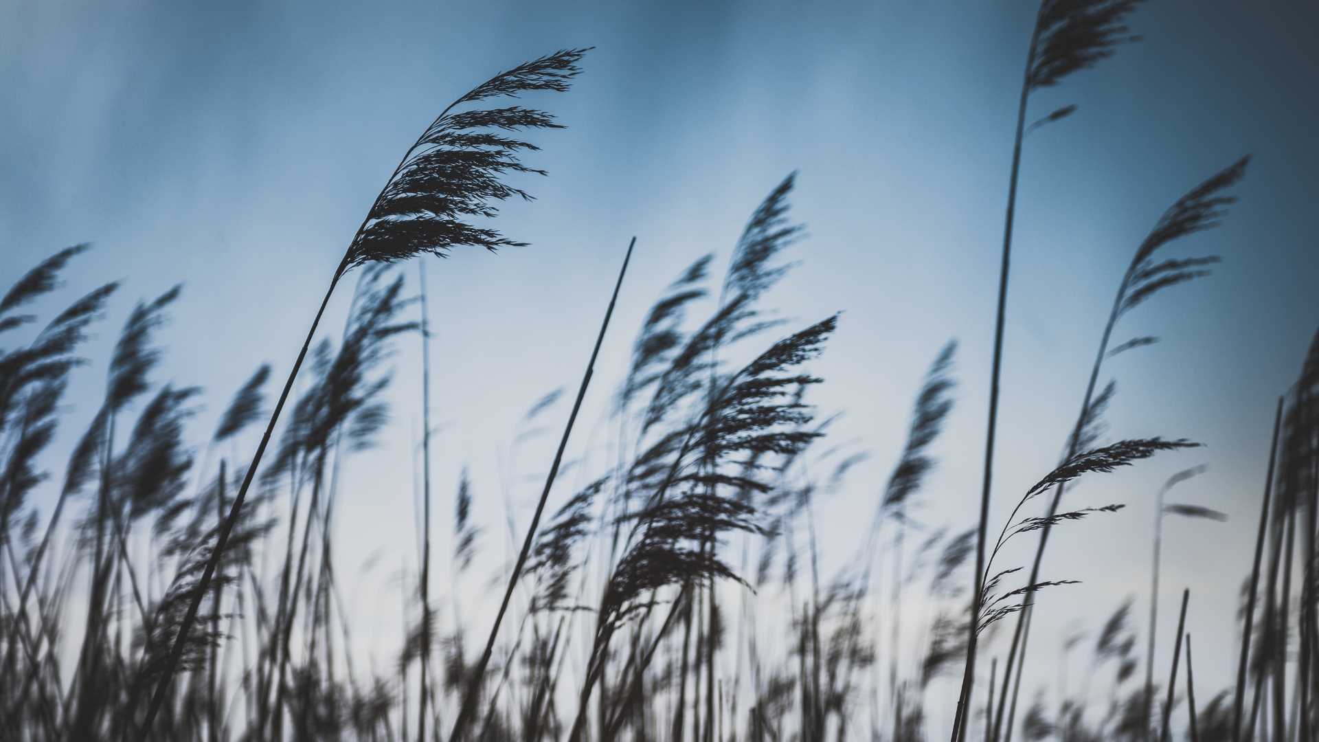 The Free Will of the Wind