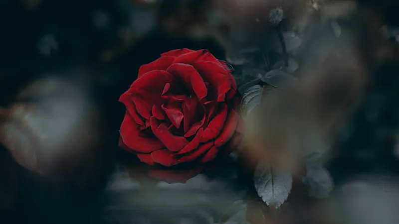 The Grace of Good Rebuke