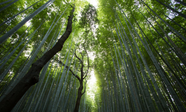 The Immeasurable Greatness of His Power Toward Us