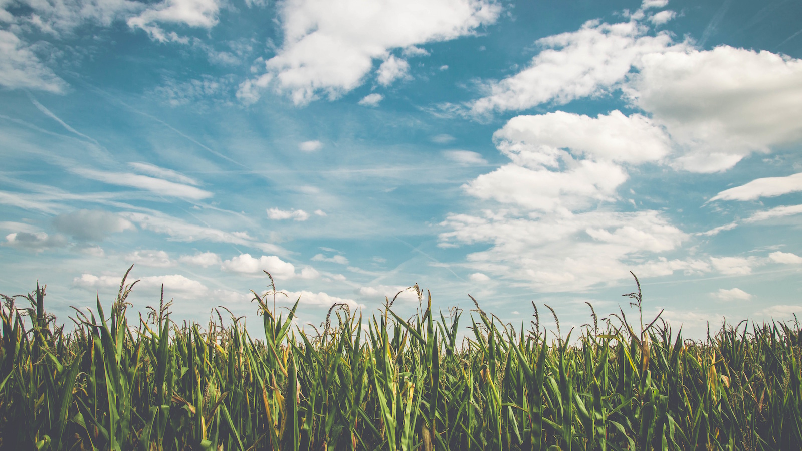 The Only Conscience-Cleanser