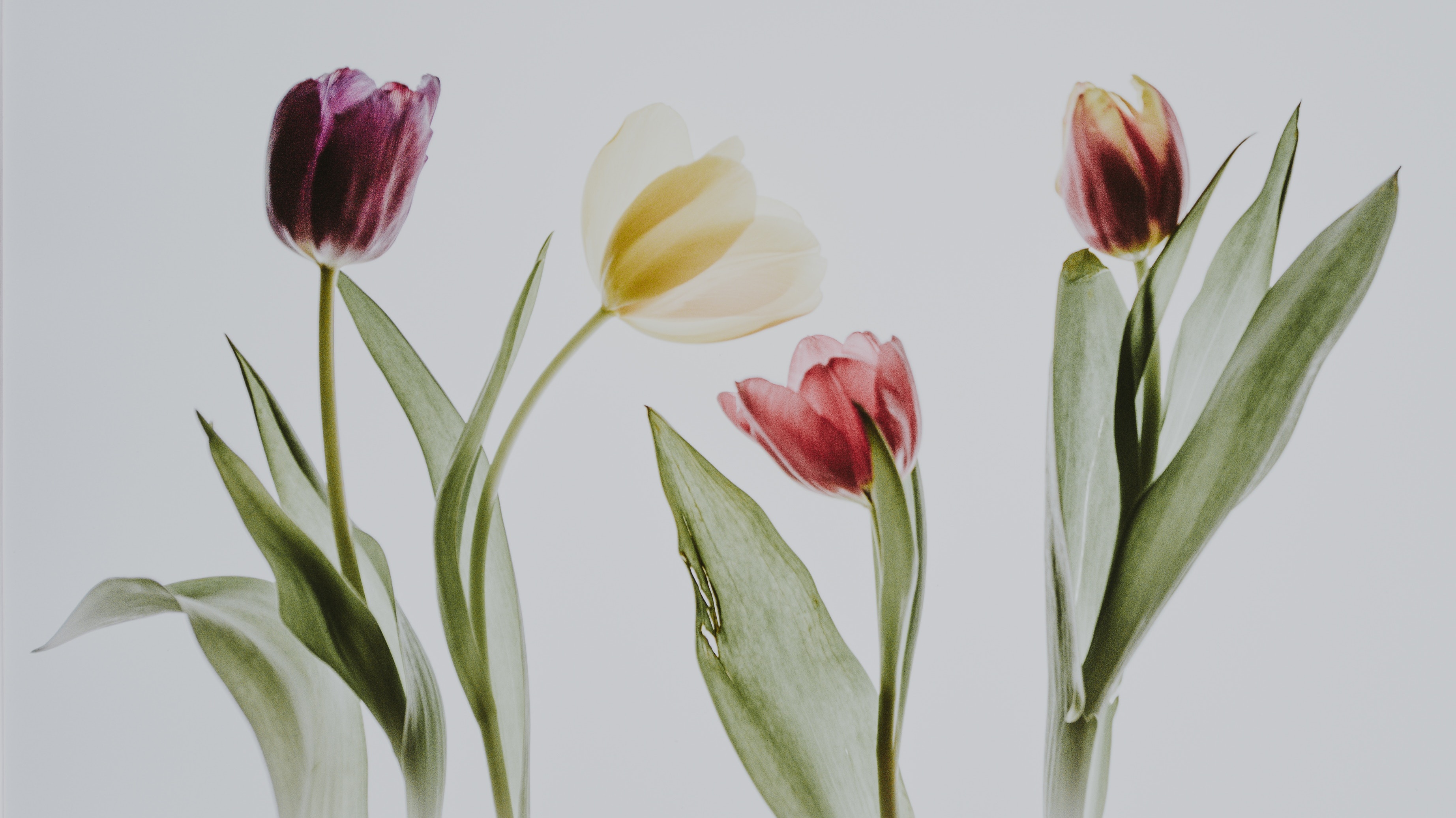 The Pursuit of God’s Glory in Salvation