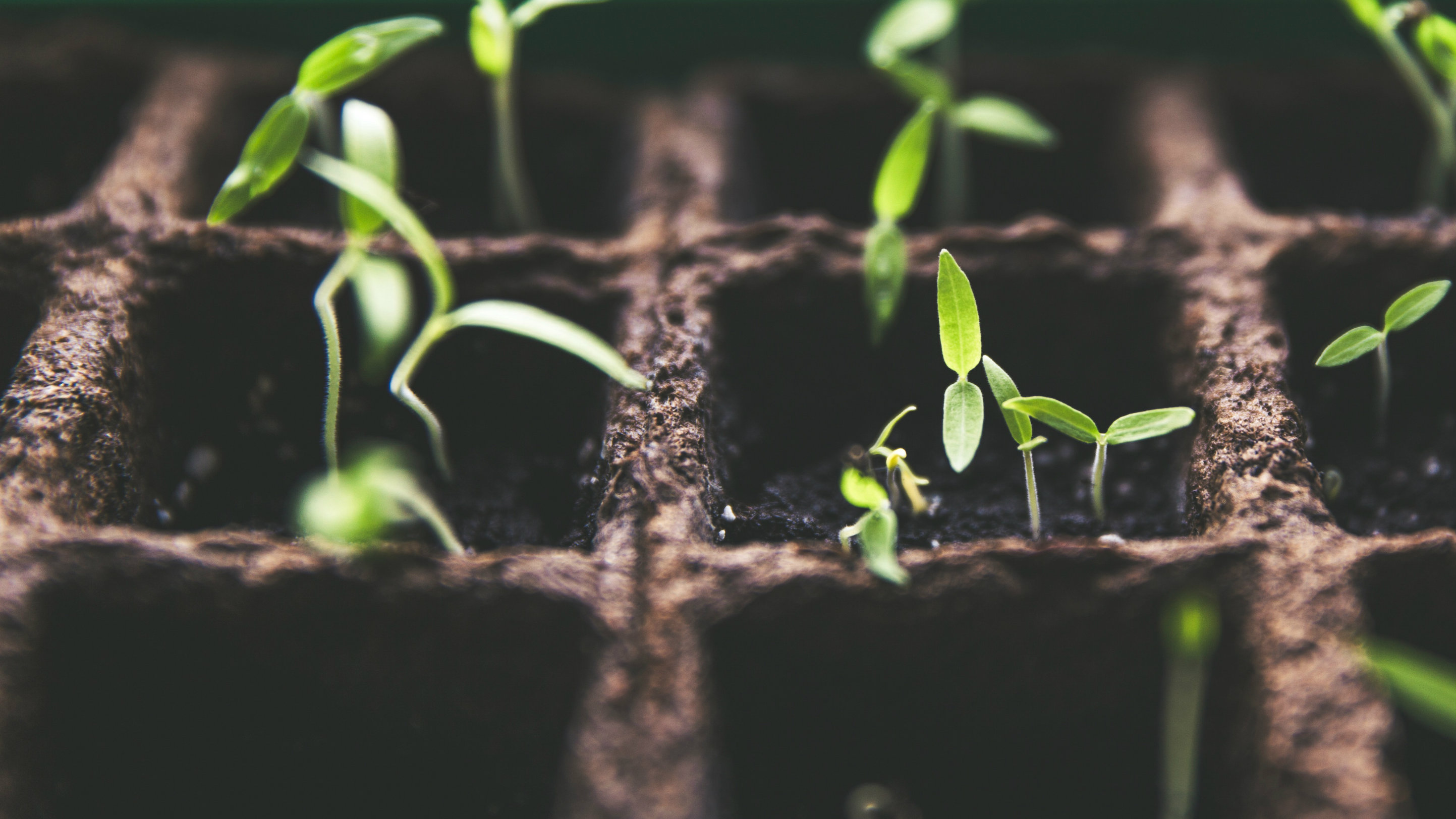 The Roots of Fearless Unity in the Gospel