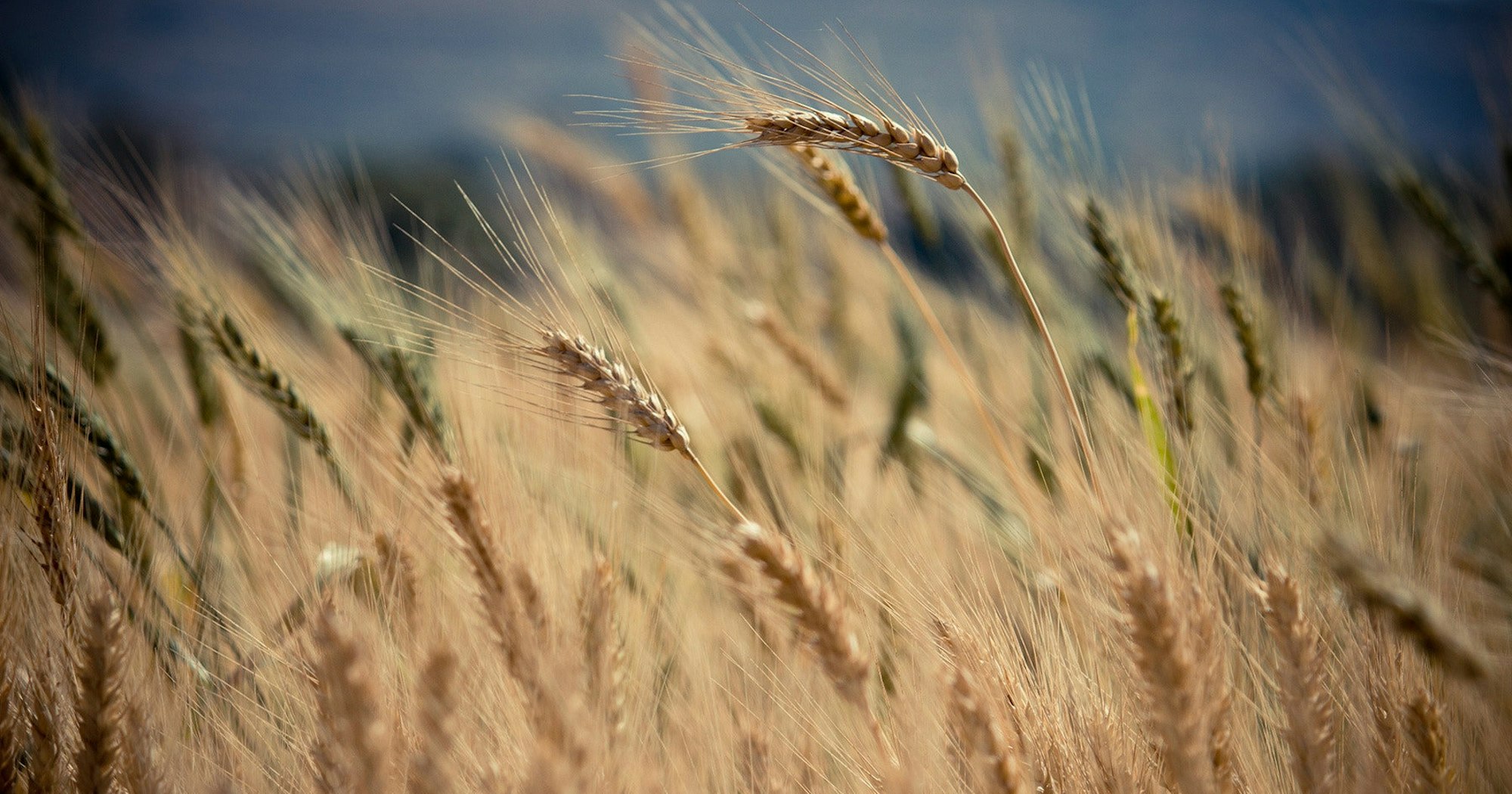 Sifting God The Sifting of Simon Peter | Desiring God