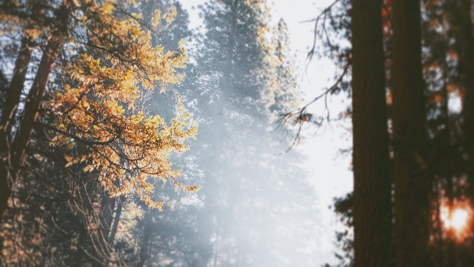 The Triumphant Shame of the Cross