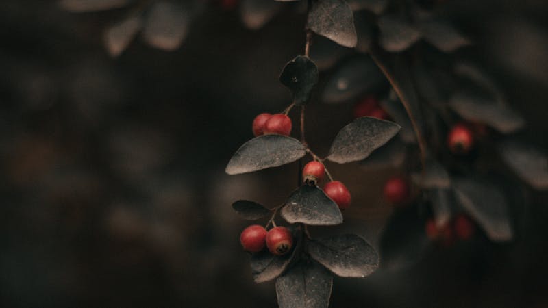 The Untamed Spirit of Christmas