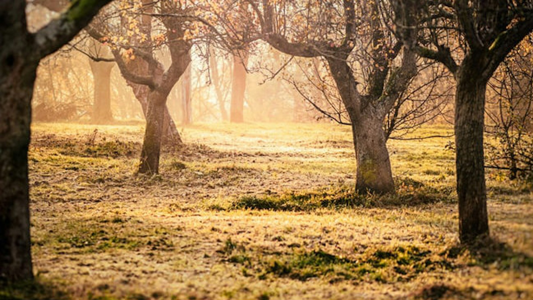 Why Did God Forbid One Tree In Eden Desiring God