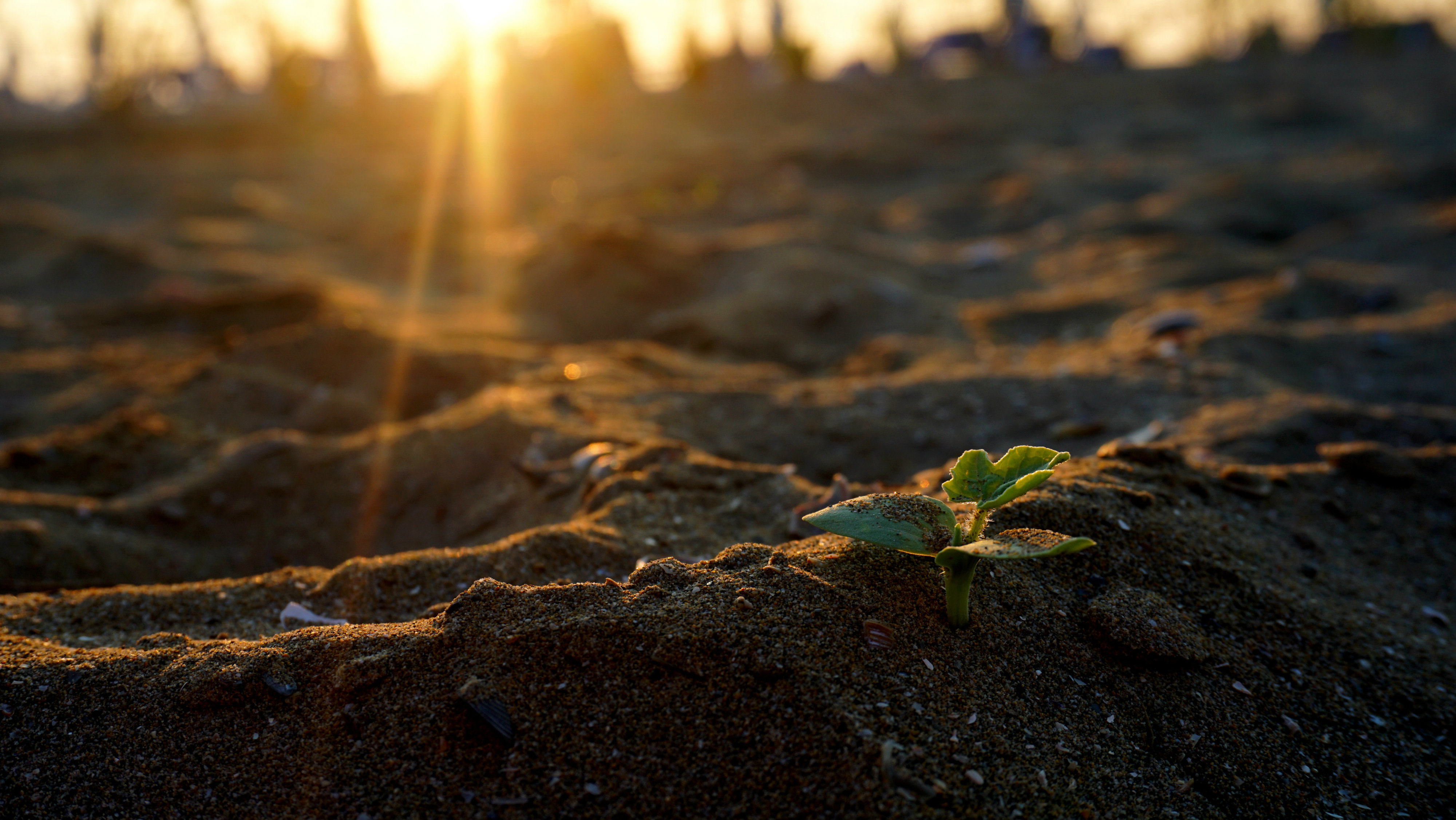 Why Do We Need to Be Born Again?