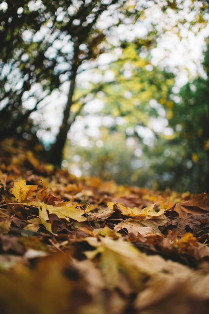 Write Like a Tree: The Slow Habits of Christian Sub-Creation | Desiring God