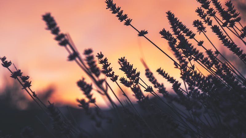 Your Body Will Be Whole